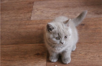 Дали вик котка (котка) Дали вик котка