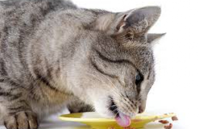 Дали вик котка (котка) Дали вик котка