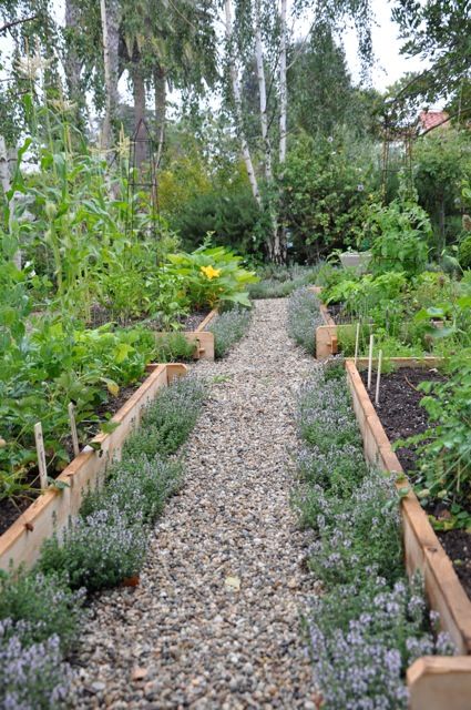 Разпределение градина за засаждане на зеленчуци - тайните на успешното прибиране на реколтата, проектиране страна идеи и съвети