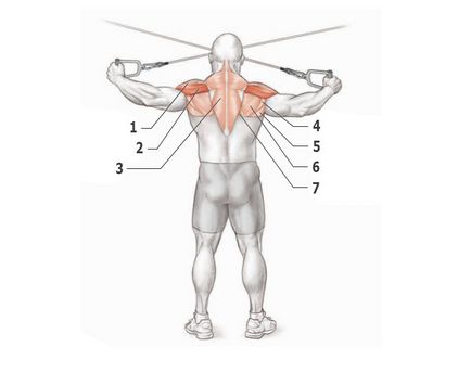Рамене - упражнение, особено упражнения, анатомия делтоиди