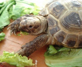 Защо костенурката отказва да яде