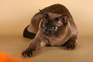 Защо котка масаж лапи, котешки асистент
