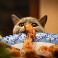 Защо котка яде много