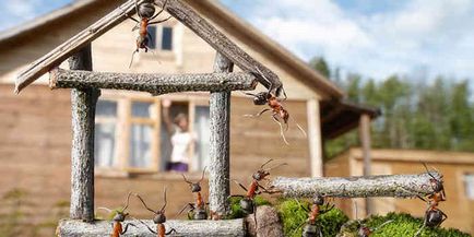 Защо мравки се появяват в домовете и апартаменти