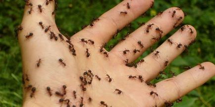 Защо мравки се появяват в домовете и апартаменти