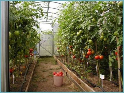 Защо не е обвързан домати в оранжерията, какво да правя, а защо не и на яйчниците - eteplitsa - моят живот