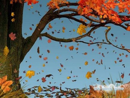 Защо листата падат през есента, както дърветата отърсили