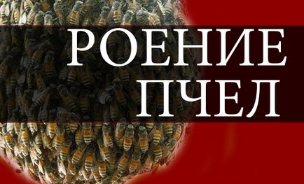 Защо е щъкащите пчелите и как да го предотврати (по някаква причина) Защо е щъкащите пчелите и как да го предотврати