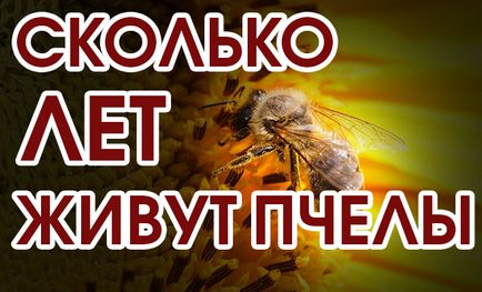 Защо е щъкащите пчелите и как да го (пчелите) се предотврати Защо е щъкащите пчелите и как да го предотврати
