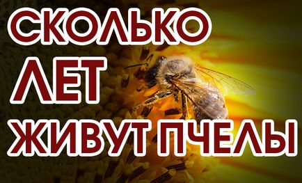 Защо е щъкащите пчелите и как да го предотврати