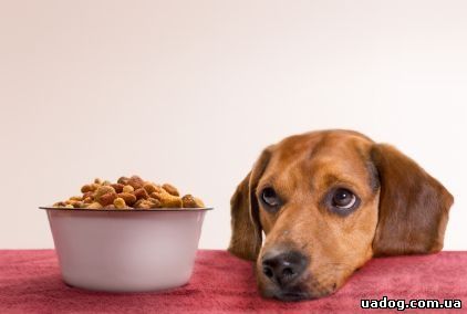 Защо кучето не яде причините за отказ от храна