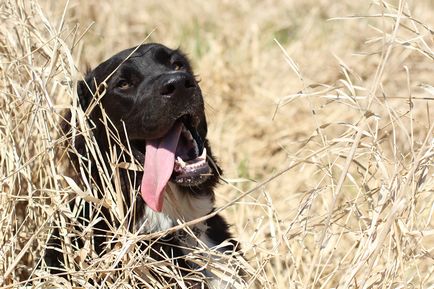 Защо куче стърчи езика си дали това е нормално