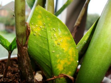 Защо Zamioculcas пожълтяват, увяхват, сухи листа, почернели багажника, причинява, какво да правят, снимка,