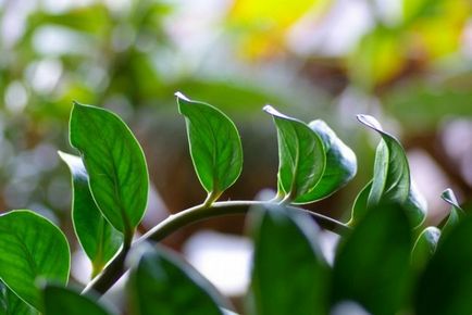 Защо Zamioculcas пожълтяват, увяхват, сухи листа, почернели багажника, причинява, какво да правя, снимка, (листа) Защо Zamioculcas пожълтяват, увяхват, сухи листа, почернели багажника, причинява, какво да правят, снимка,