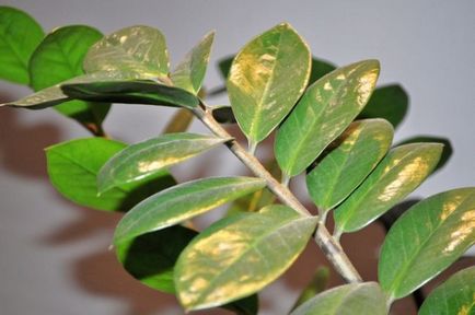 Защо Zamioculcas пожълтяват, увяхват, сухи листа, почернели багажника, причинява, какво да правя, снимка, (сух) Защо Zamioculcas пожълтяват, увяхват, сухи листа, почернели багажника, причинява, какво да правят, снимка,