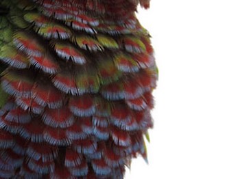Защо вълнисто папагалче често хвърля, проливането на симптомите