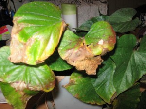 Защо листата пожълтяват каланхое в грижите за стайни растения 1