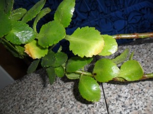Защо листата пожълтяват каланхое в грижите за стайни растения 1