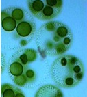 Полово размножаване на водораслите