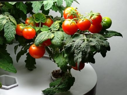 Чери домати на перваза на прозореца Как да растат в дома