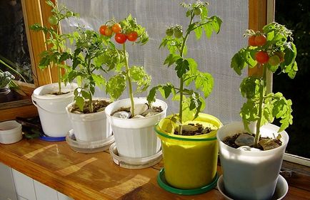 Чери домати на перваза на прозореца Как да растат в дома