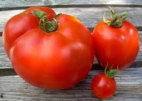 гигантски домати