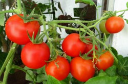 култивиране домати, засаждане техники и поддръжка