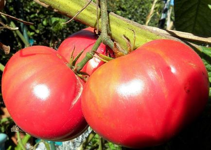 Домат Pink Giant (35) кам домати, характеристики, описание, отглеждане, сортове, ревюта