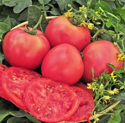 Домат Pink Giant (35) кам домати, характеристики, описание, отглеждане, сортове, ревюта