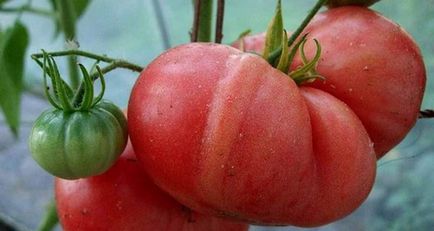 Домат Pink Giant (35 снимки) домати, характеризиране, описание, отглеждане, сортове, мнения (гигантски) Домат Pink Giant (35) кам домати, характеристики, описание, отглеждане, сортове, ревюта