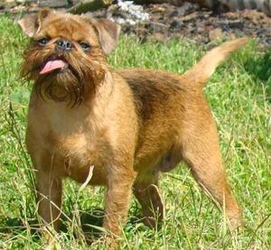 Порода куче лешояд - описание и снимки