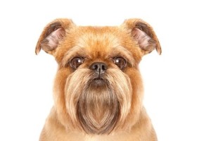 Порода куче лешояд - описание и снимки