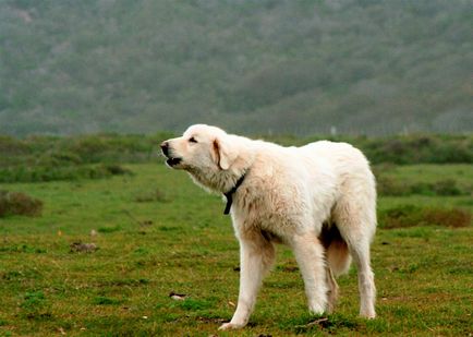 Турските кучета порода Кангал (55 снимки) Анадолската Шепърд, който е анадолска, описание, видео