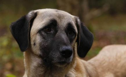 Турските кучета порода Кангал (55 снимки) Анадолската Шепърд, който е анадолска, описание, видео