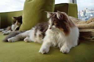 Породи котки с пискюли на ушите снимките и фактите, на сайта 