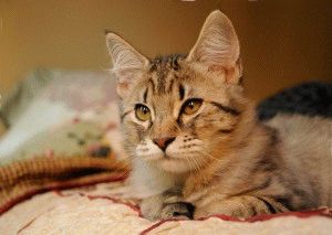Породи котки с пискюли на ушите снимките и фактите, на сайта 
