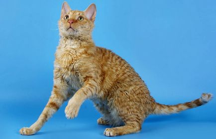 Порода на червени котки със снимки и имена, пълния списък