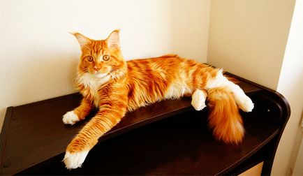 Порода на червени котки със снимки и имена, пълния списък