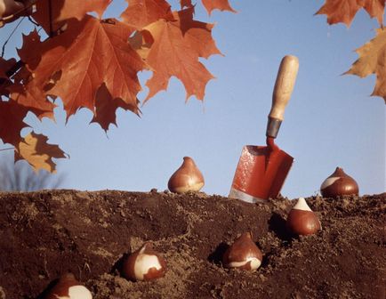 Засаждане на лалета през есента кога и как да се засадят луковици (месеца)