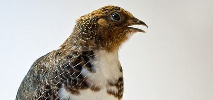 Поведението на зимуващите птици в priblezhenii пролет, kaksdelatpravilno