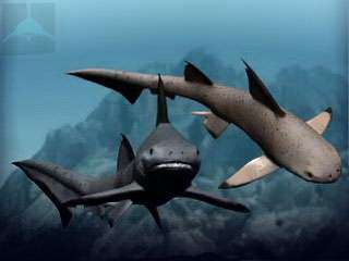 Външният вид на акулите в океаните на планетата