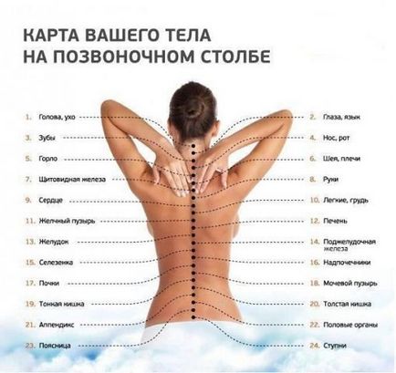 Гръбначния стълб и вътрешните органи, които трябва да знаете