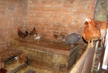Практически насоки за изграждане на съоръжения за кокошки носачки с ръцете си