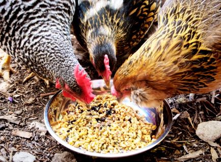 Условия за ползване на фураж за кокошки носачки и рецептата на подготовката си