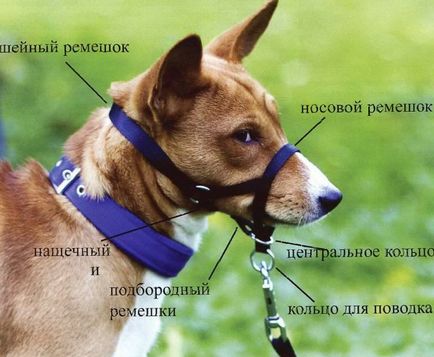 Правилата за воденето на кучета в града, разходки на кучета на обществени места