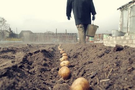 Предсеитбени третиране на картофи преди засаждане, отколкото за лечение