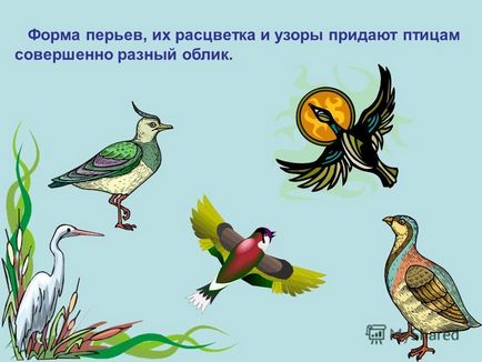 Презентация за това как птиците летят pochemuchkiny въпроса какви са птиците