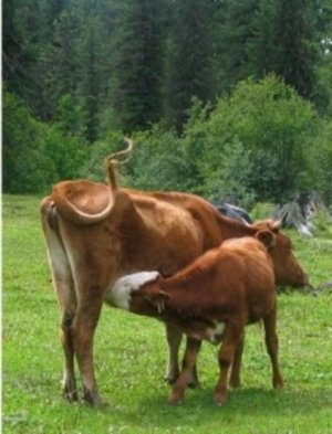 Причини, лечение и профилактика на подуване на вимето на кравите