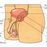 Причините за заболявания на простатата