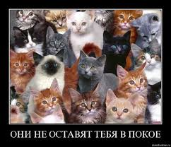 Смешни снимки на котки с надписи за фънки (35 снимки) - смешни картинки и хумор